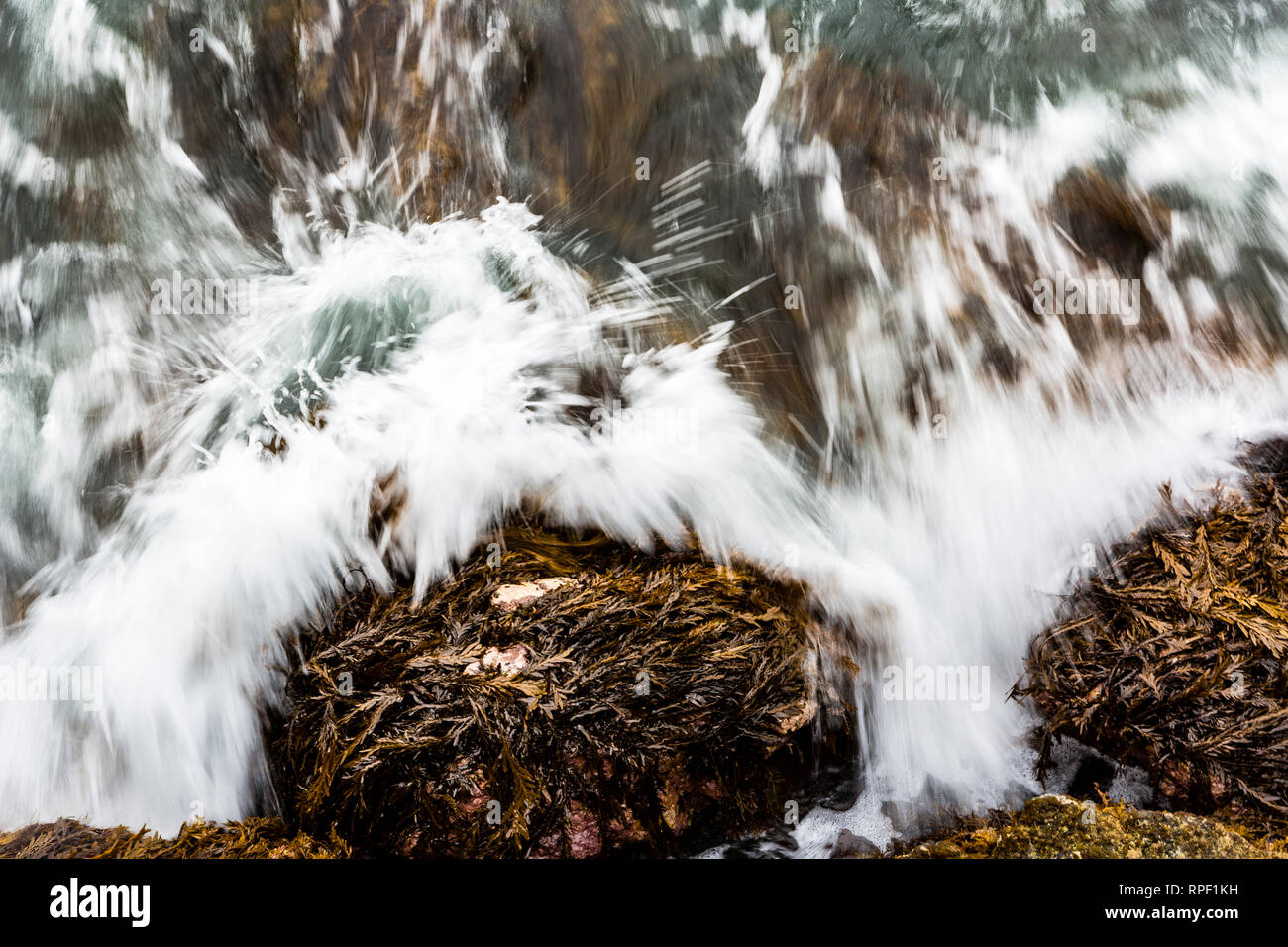 Detail von Wedel braun angepirscht Kelp Ecklonia radiata des südlichen gemäßigten Pazifischen Ozean. Stockfoto
