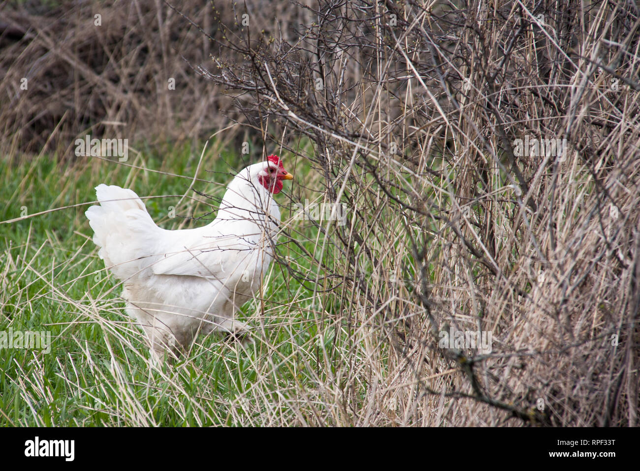 Home Huhn im Dorf Hof. Inländische Hühner sind frei - Bereich Stockfoto