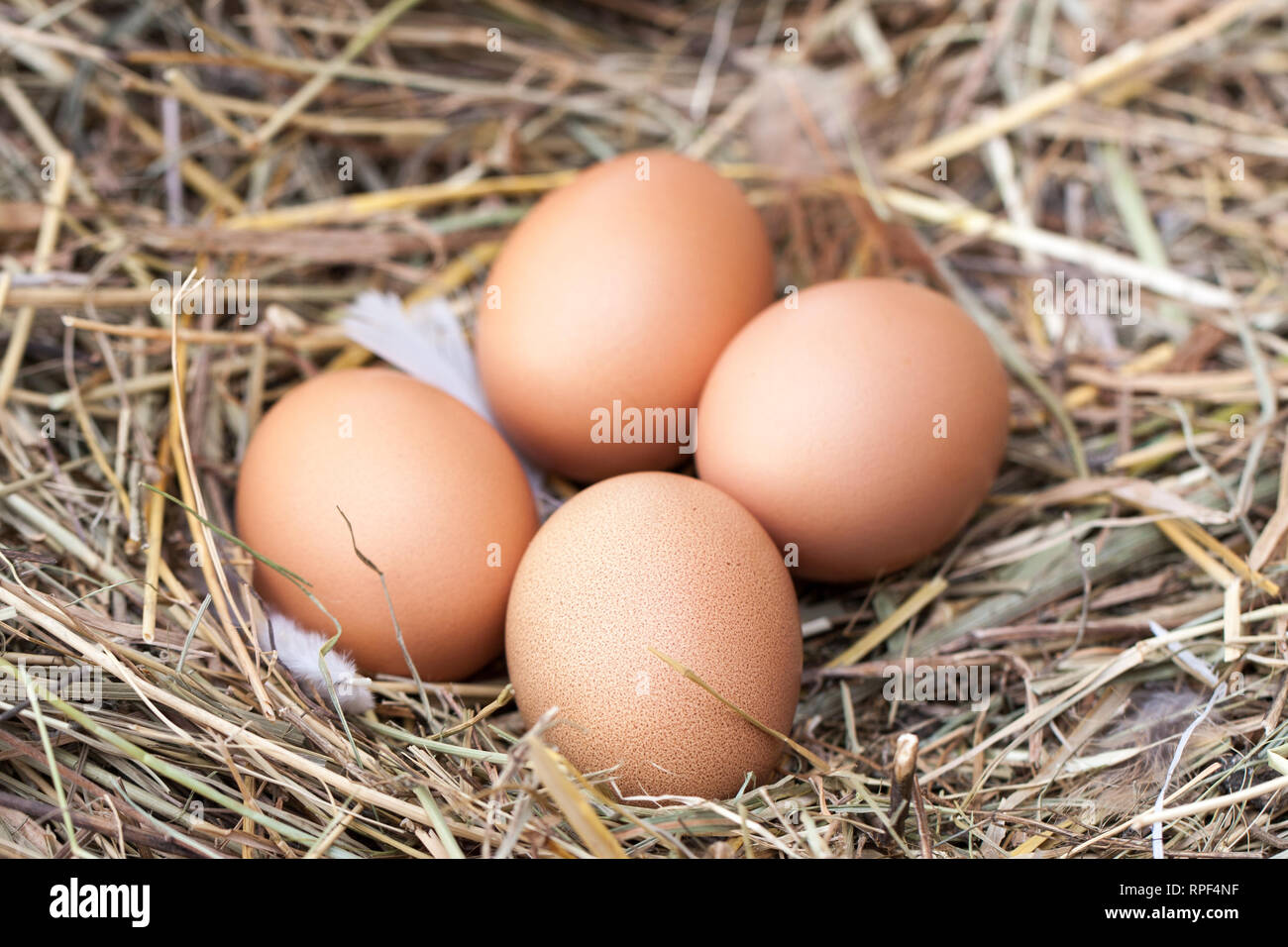 Chicken Laying Egg In Nest Stockfotos und -bilder Kaufen - Alamy