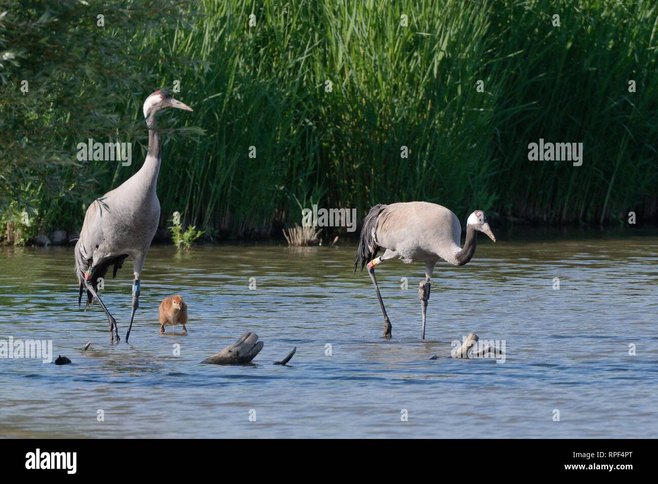 Common/Eurasische Kranich (Grus Grus) Paar von den großen Kran Projekt in 2010 veröffentlicht, mit ihren jungen Küken in einem sumpfgebiet Pool, Slimbridge, Glos, Großbritannien Stockfoto