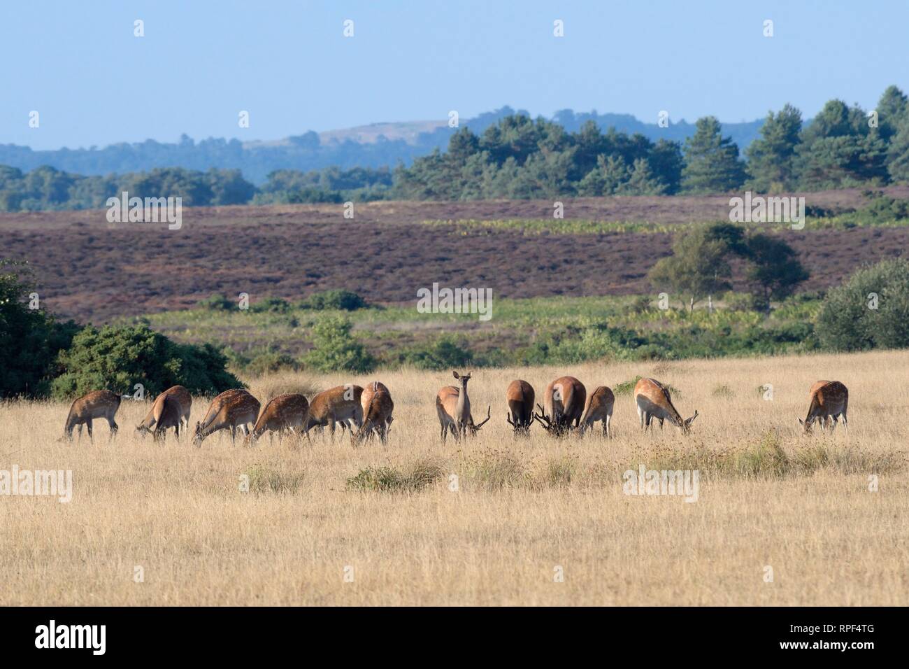 Sika Hirsch (Cervus Nippon) Herde weiden eine grasbedeckte Lichtung in Heide in der Dämmerung, Hartland Moor National Nature Reserve, Wareham, Dorset, Großbritannien, Juli. Stockfoto