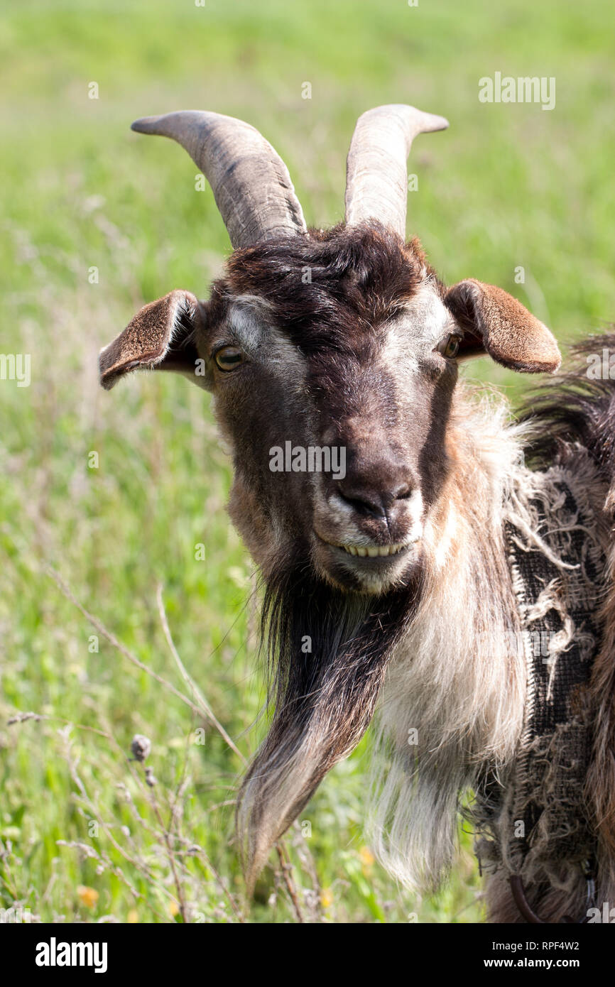 Das Porträt einer Ziege Weiden in der Wiese Stockfoto