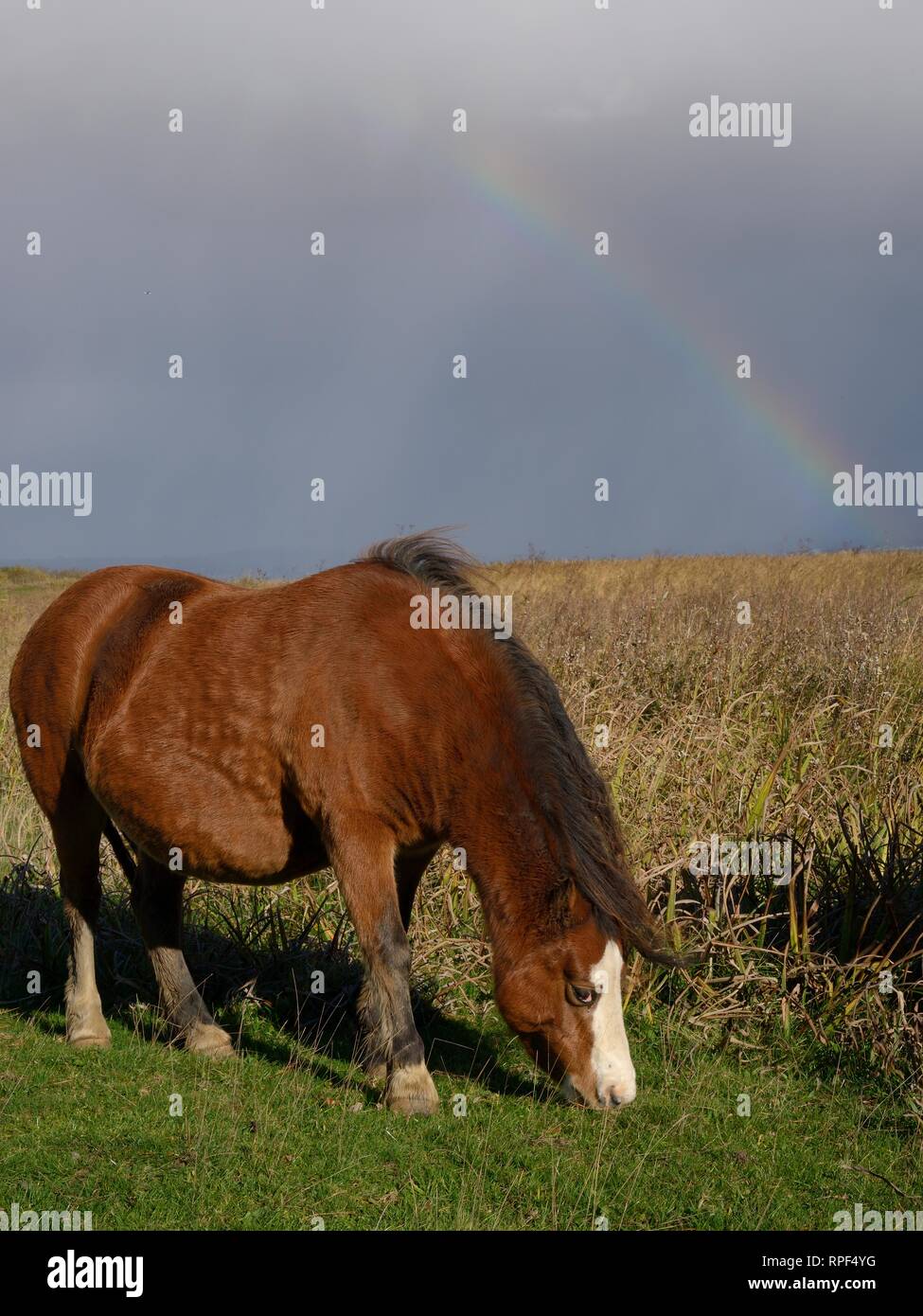 Welsh Mountain Pony (Equus caballus) Weide Gras an einem stürmischen Tag mit einem Regenbogen im Hintergrund, Whiteford Burrows, der Halbinsel Gower, Wales, Großbritannien Stockfoto