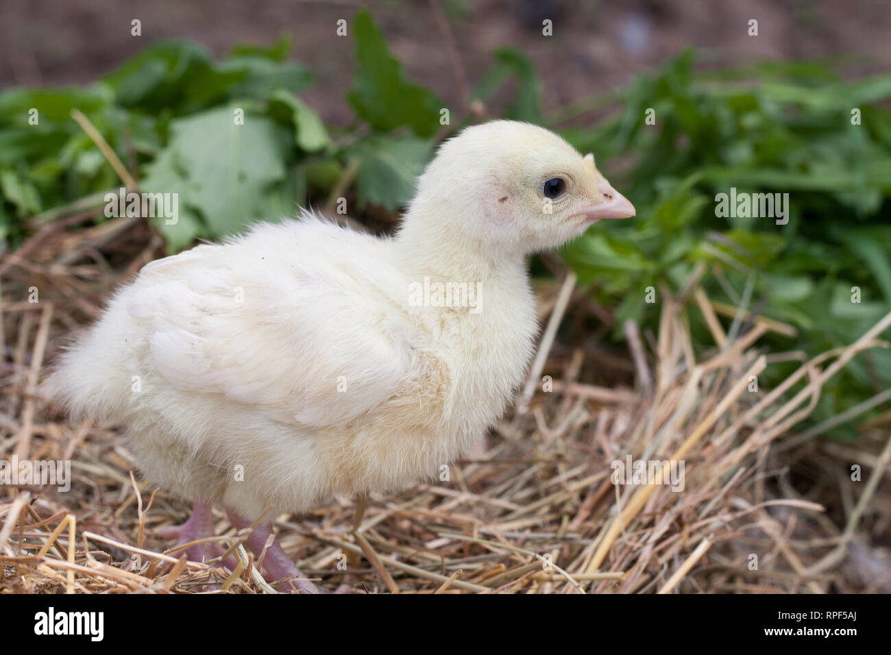 Kleinen Niedlichen Türkei in einem Stroh Nest Stockfoto