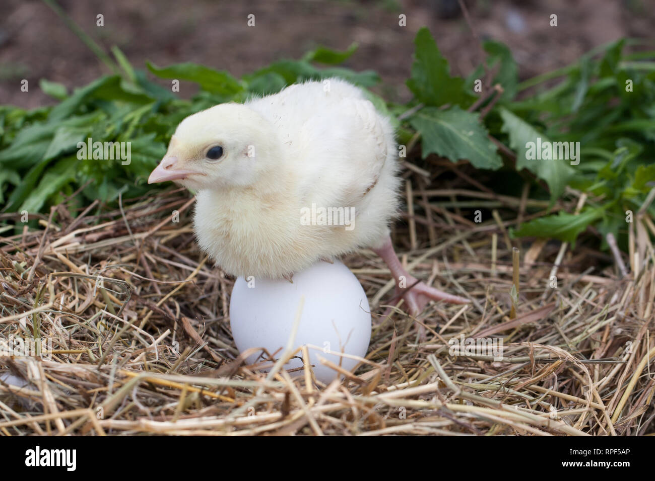 Kleinen Niedlichen Türkei mit Ei im Nest Stroh Stockfoto