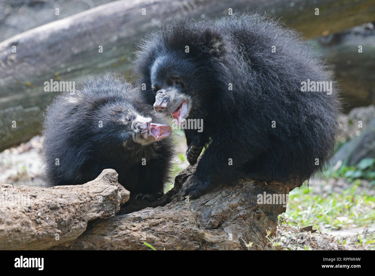 Singapur. 22 Feb, 2019. Zwei Faultiere Babys sind am Singapur Night Safari am 13.02.22, 2019 gesehen. Die Tiere, die im Rahmen der Pflege von Naturschutzgebieten Singapur (WRS) brachte über 700 Babys und Jungtiere, die 131 Arten in 2018. Credit: Dann Chih Wey/Xinhua/Alamy leben Nachrichten Stockfoto