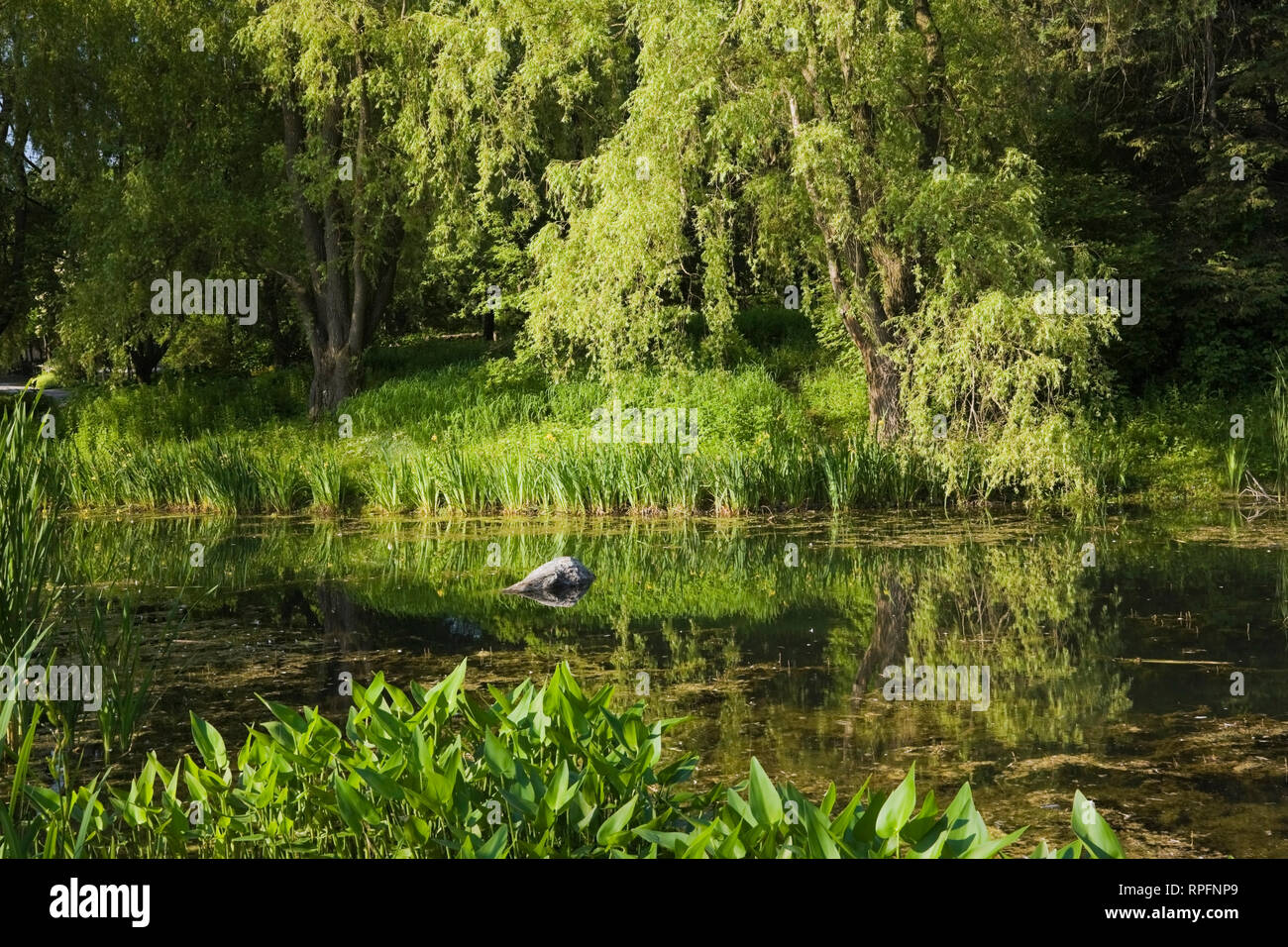 Teich- und Wasserpflanzen im Frühling, Centre de la Nature, Saint-Vincent-de-Paul, Laval, Quebec, Kanada. Stockfoto