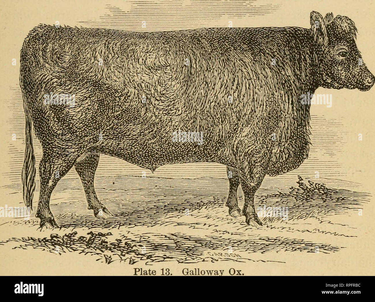 Amerikanischer Rinder: ihre Geschichte, Zucht und Management. Rinder Rinder.  Die GALLOWAYS. 103 "Diese Kürzung stellt die Galloway Stier, fast bereit  für den Metzger. Die wunderschön Ebene Handauflegen das Fleisch und Fett,