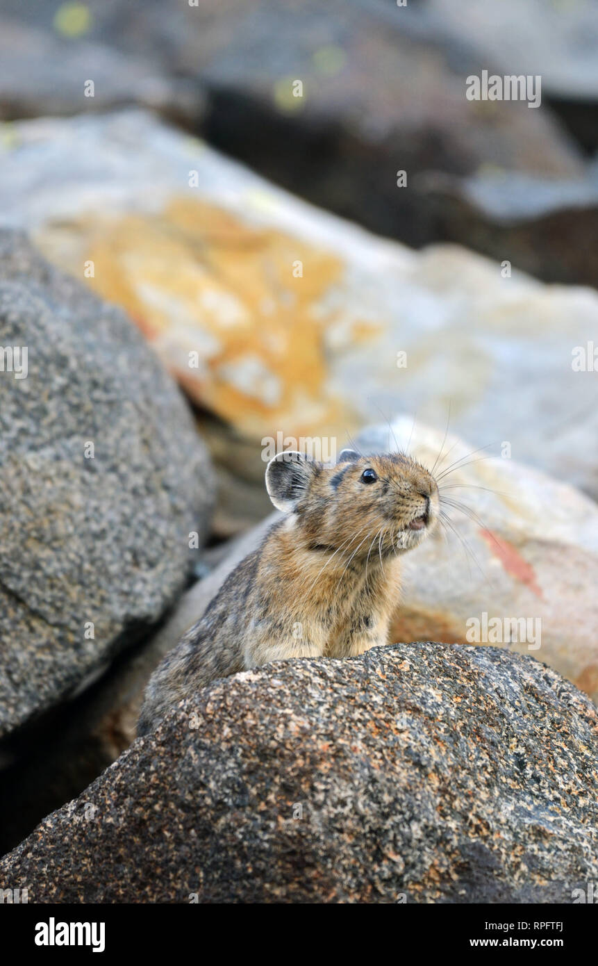 Pika in einem Talushang im malerischen Gebiet des Northwest Peak. Kootenai National Forest, nordwestlich von Montana. (Foto von Randy Beacham) Stockfoto