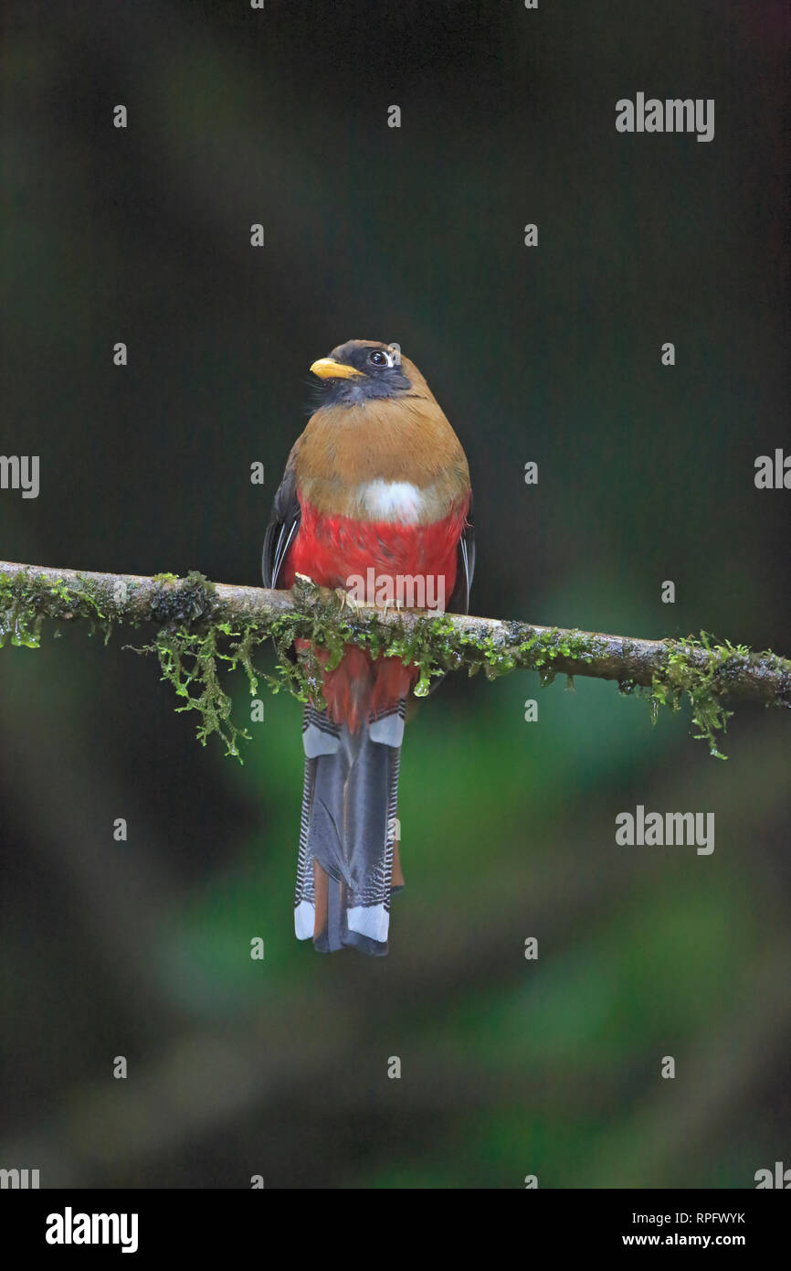 Männliche maskierte Trogon an tandayapa Bird Lodge Ecuador Stockfoto