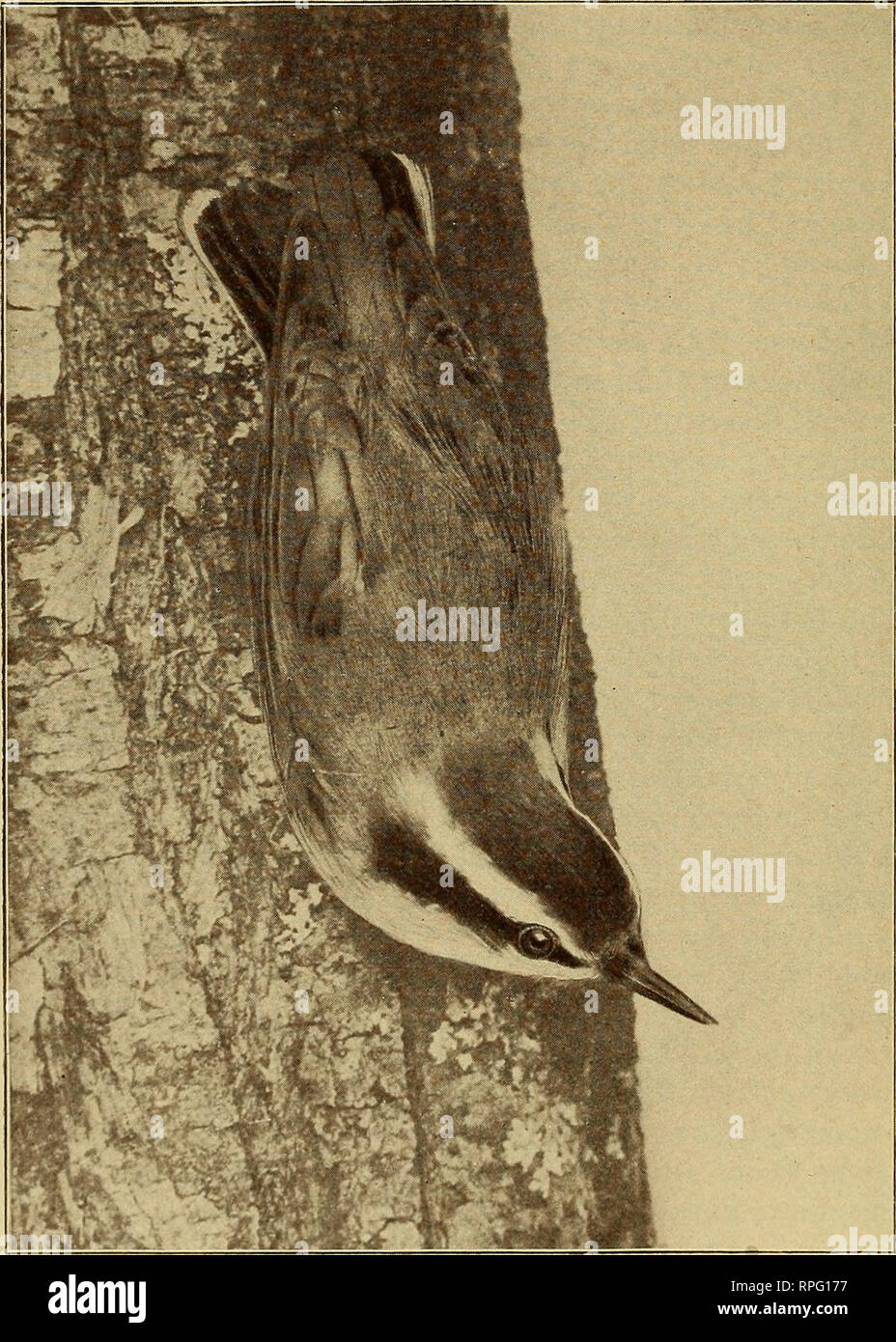 . American Bird Magazine, Ornithologie. Vögel. 50 amerikanischen Ornithologie. PYGMY KLEIBER, (LIFE SIZE.). Bitte beachten Sie, dass diese Bilder sind von der gescannten Seite Bilder, die digital für die Lesbarkeit verbessert haben mögen - Färbung und Aussehen dieser Abbildungen können nicht perfekt dem Original ähneln. extrahiert. Worcester, Mass.: C. K. Reed Stockfoto