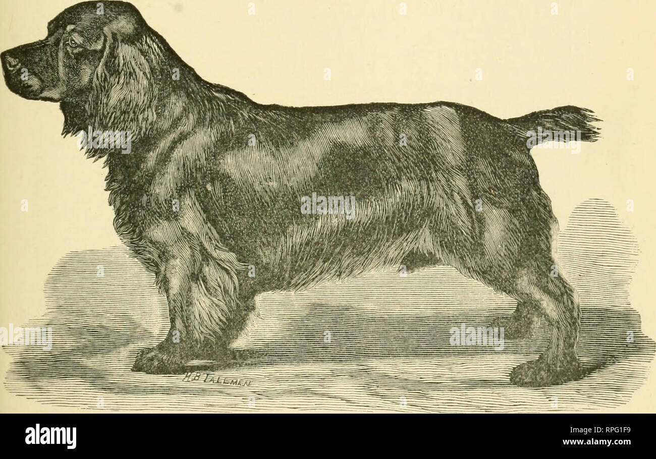 . Die amerikanische Buch Der Hund. Der Ursprung, Entwicklung, besondere Merkmale, Utility, Zucht, Ausbildung, Punkte zu beurteilen, Krankheiten, und Kennel Management aller Rassen von Hunden. Hunde. Der COCKER SPANIEL. 353 große Wälder sollten Sie immer mit ihnen gehen Sie zu arbeiten, oder schicken Sie es gewohnt, mit zu arbeiten, oder sie werde Wild oder locker geworden. Ein Schriftsteller in der amerikanischen Feld gibt auch folgende gute Punkte zu diesem Thema: Ich habe eine umfangreiche Erfahrung in der Ausbildung von Cocker, und immer Sie sehr nachvollziehbar und besorgt zu lernen gefunden. Ich benutze die gleiche meth-ods für ya Stockfoto