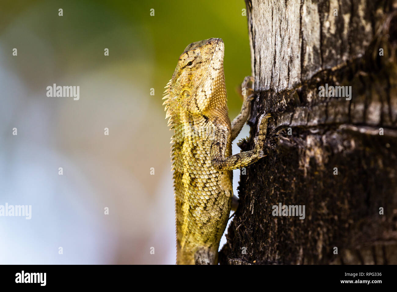 Mauritius orientalische Garten Lizard (Calotes versicolor) ruht auf einem Palm Tree, weich fließend bokeh Hintergrund. Mauritius Stockfoto