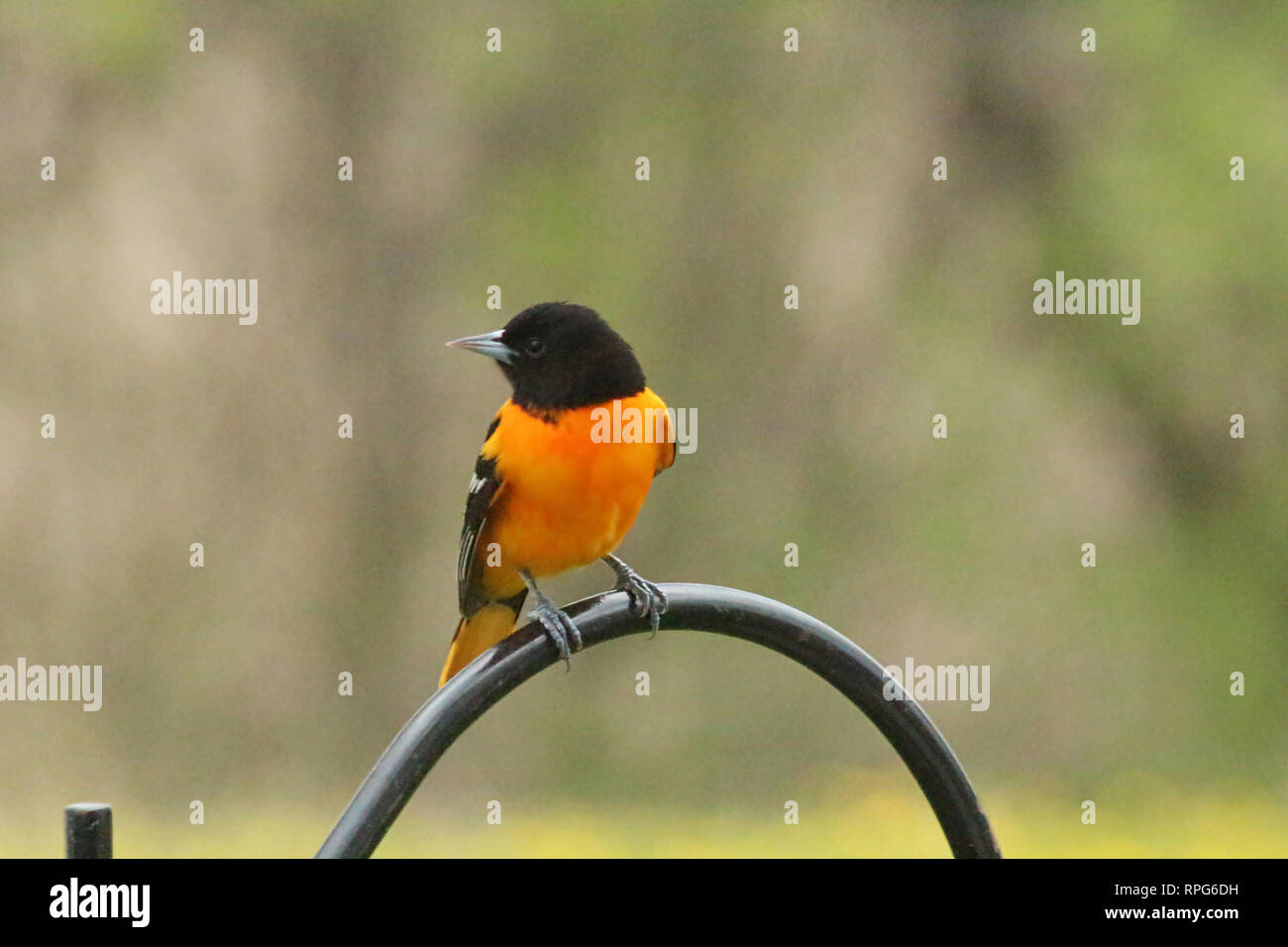 Nahaufnahme von einem einzigen männlichen Baltimore Oriole sitzen auf der Hook eines schwarzen Schäferhund in einem Hinterhof in Wisconsin mit einem unscharfen Hintergrund Stockfoto