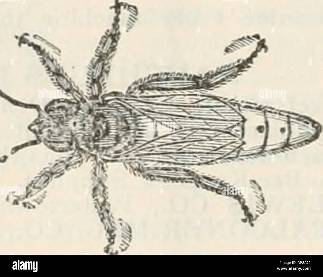 . Die amerikanische Imker. Biene Kultur; Honig. Die GRAND ARMY WELT, Heer und Marine Chronik. Die nationalen Illustrierte Monatszeitschrift. Inhalt - Geschichten, Erinnerungen, Illustrationen. Spezielle Abteilung "Punkte für Renten.",, a. a - "Jahr $ Ich. Oo; sechs Monate, $.50; drei Monate, $-25; Kopieren, es-10. Die Grand Army und Navy Chronik, 243 Broadway, New York City. Einleitende drei Monate Versuch, 10 Cent. Probeheft per Post nach Eingang o -8-Cent Briefmarke. ^^^^^^^^^^^^^^^ Schriftsteller. Auswahl ITALIENISCH QUEENS. Töchter der wählen Sie importiert wurden, wählen Sie lange Zunge und wählen Sie gerade fünf-band bre Stockfoto