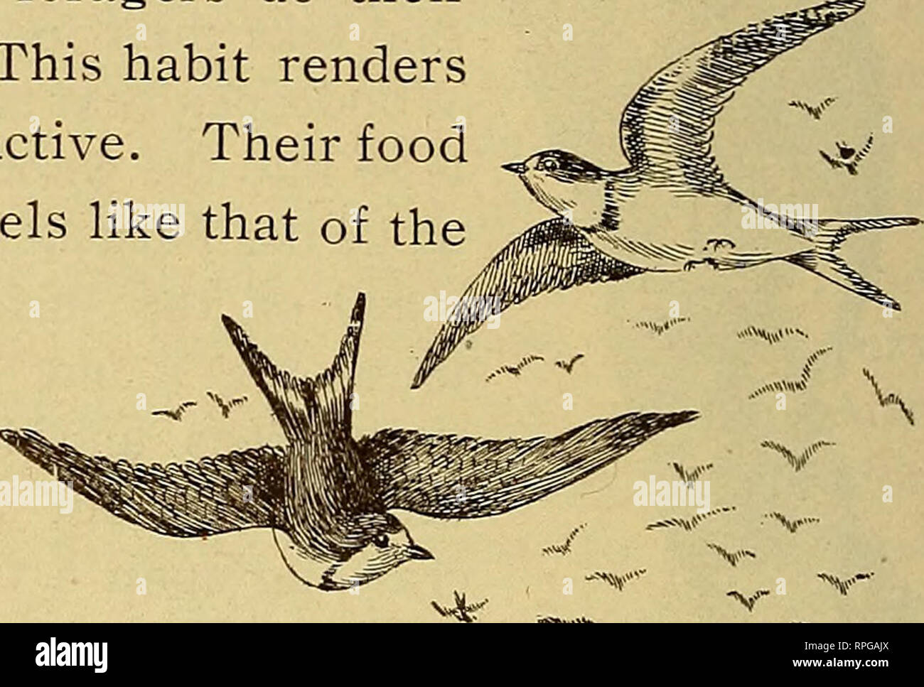 . American Bird Magazine, Ornithologie. Vögel. 74 amerikanische Ornithologie.. nahrhaft, und nimmt kleine Samen, die eine genaue Prüfung der Masse erforderlich ist. Amseln aller Arten. Sie Nicht hop wie die robins. Einige Arten der foragers tun ihre Arbeit in kompakten Assemblagen. Diese Gewohnheit macht der Schnee Ammern äußerst attraktiv. Das Essen ist nicht in separaten Leckerbissen wie die der Rotkehlchen und Spechte verteilt. Es besteht aus Samen und Gräser und zusammengesetzter Pflanzen, die oft sehr gleichmäßig über eine weite Fläche verstreut sind. Wenn eine Herde von 50 oder mehr in Stockfoto