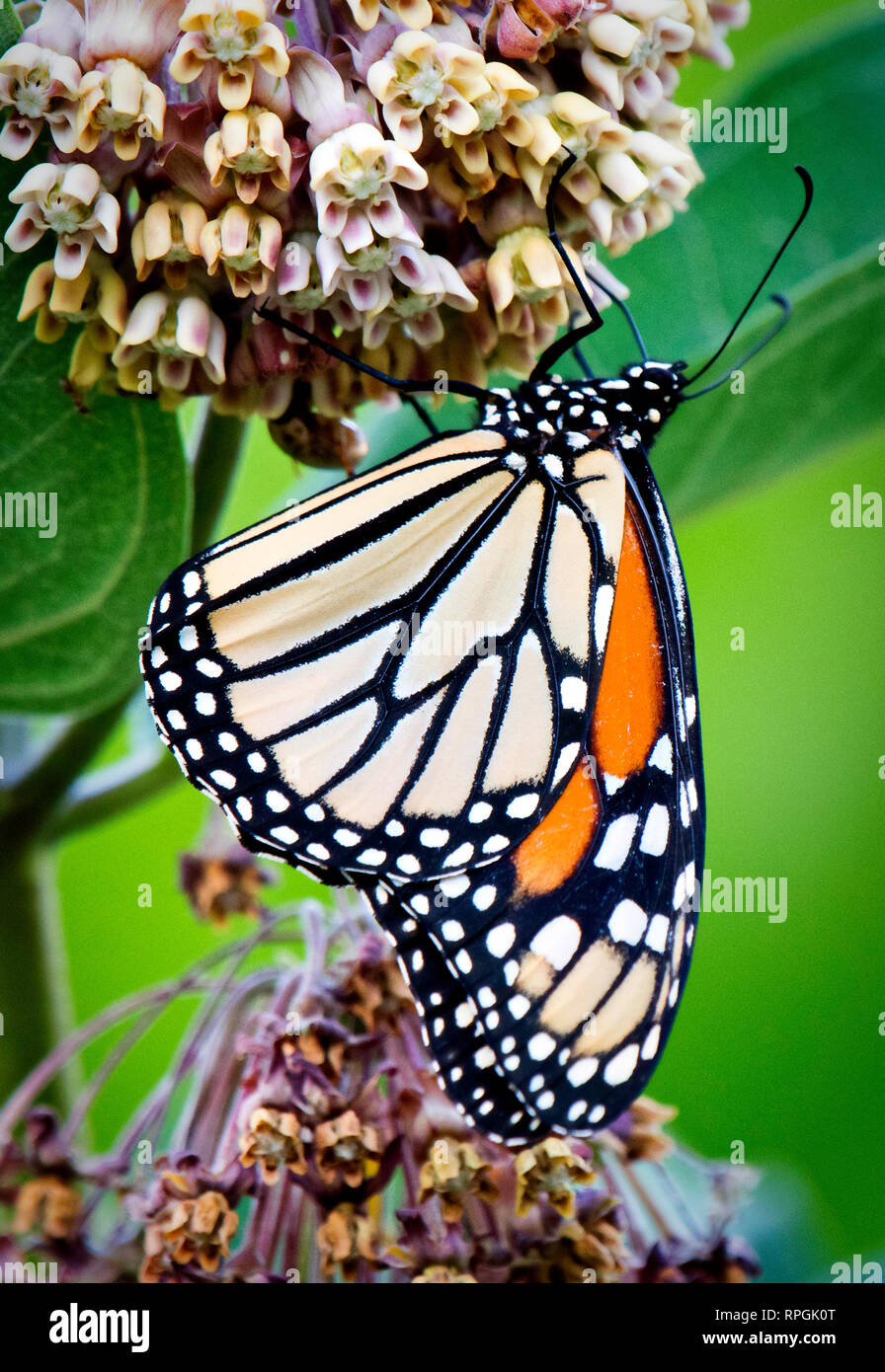 Monarch Butterfly, Milkweed Blume Stockfoto