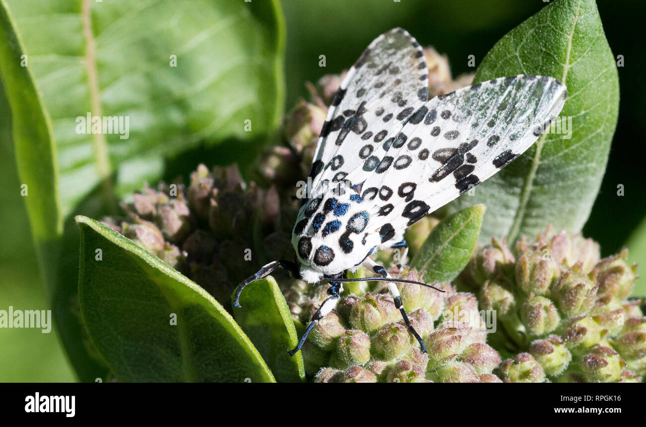 Riesige Leopard Moth Stockfoto