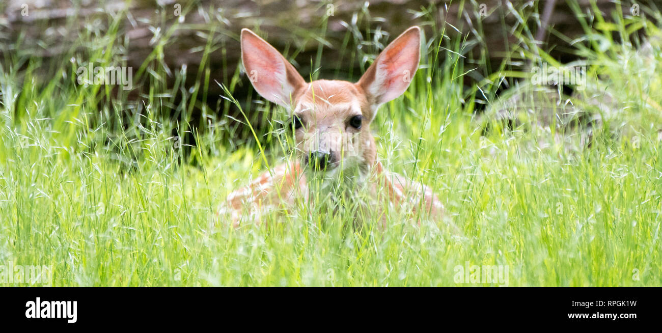 Weißwedelhirsche Fawn versteckt im hohen Gras Stockfoto