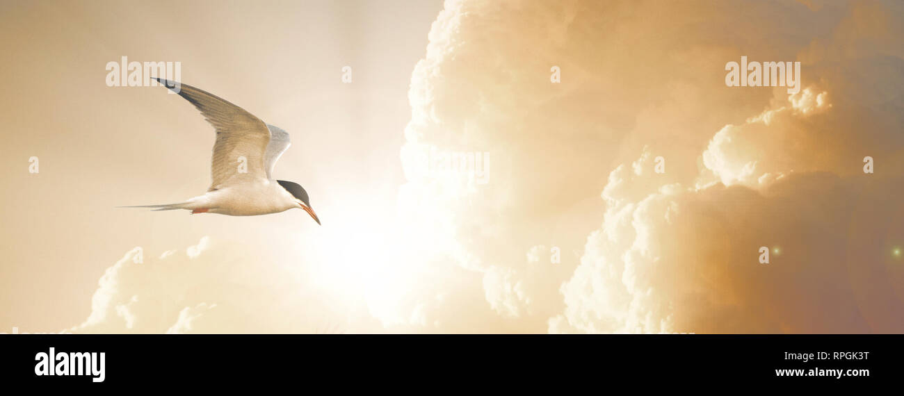 Tern im Flug, Spirituelles Licht der Dämmerung Stockfoto