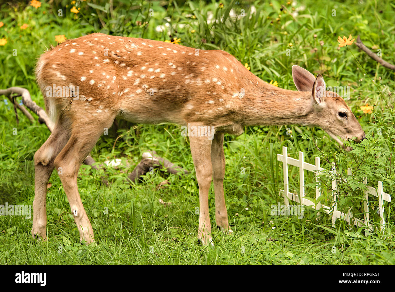 Weißwedelhirsche Fawn, zerstört Garten Stockfoto