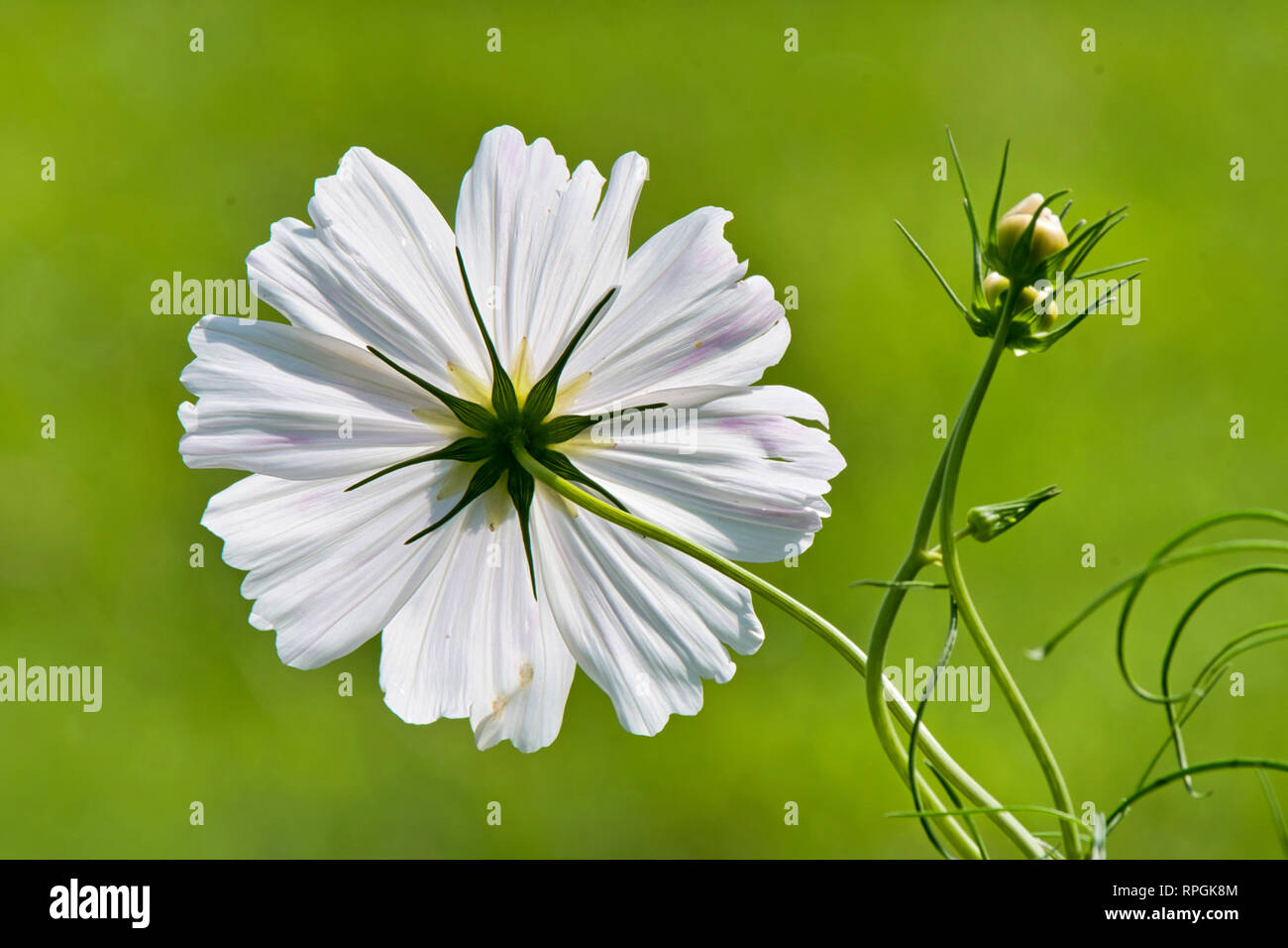 Die Struktur der Blüten, Morphologie Stockfoto