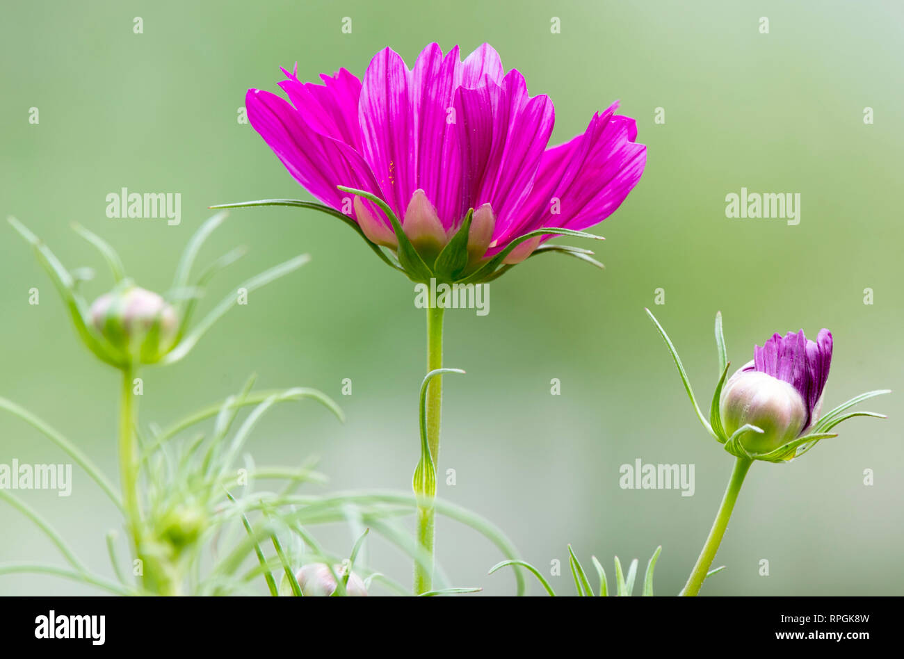 Cosmos Blumen und Blüten sowie deren Knospen, geschnitten Stockfoto