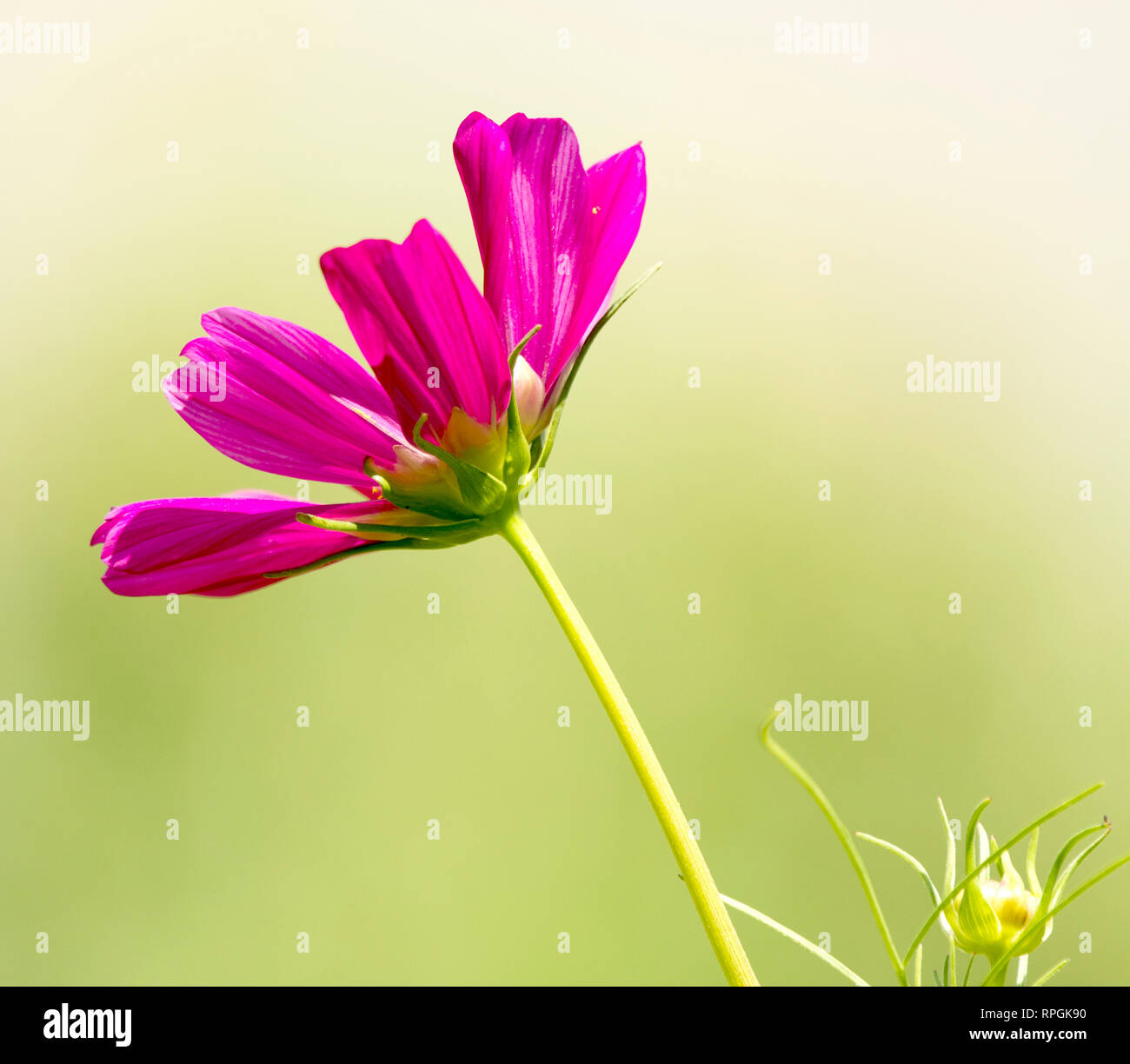 Kosmos-Blume Stockfoto