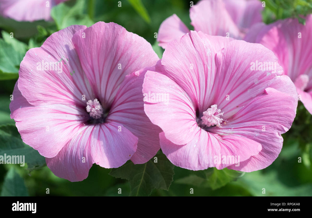 Stockrose Blumen Stockfoto