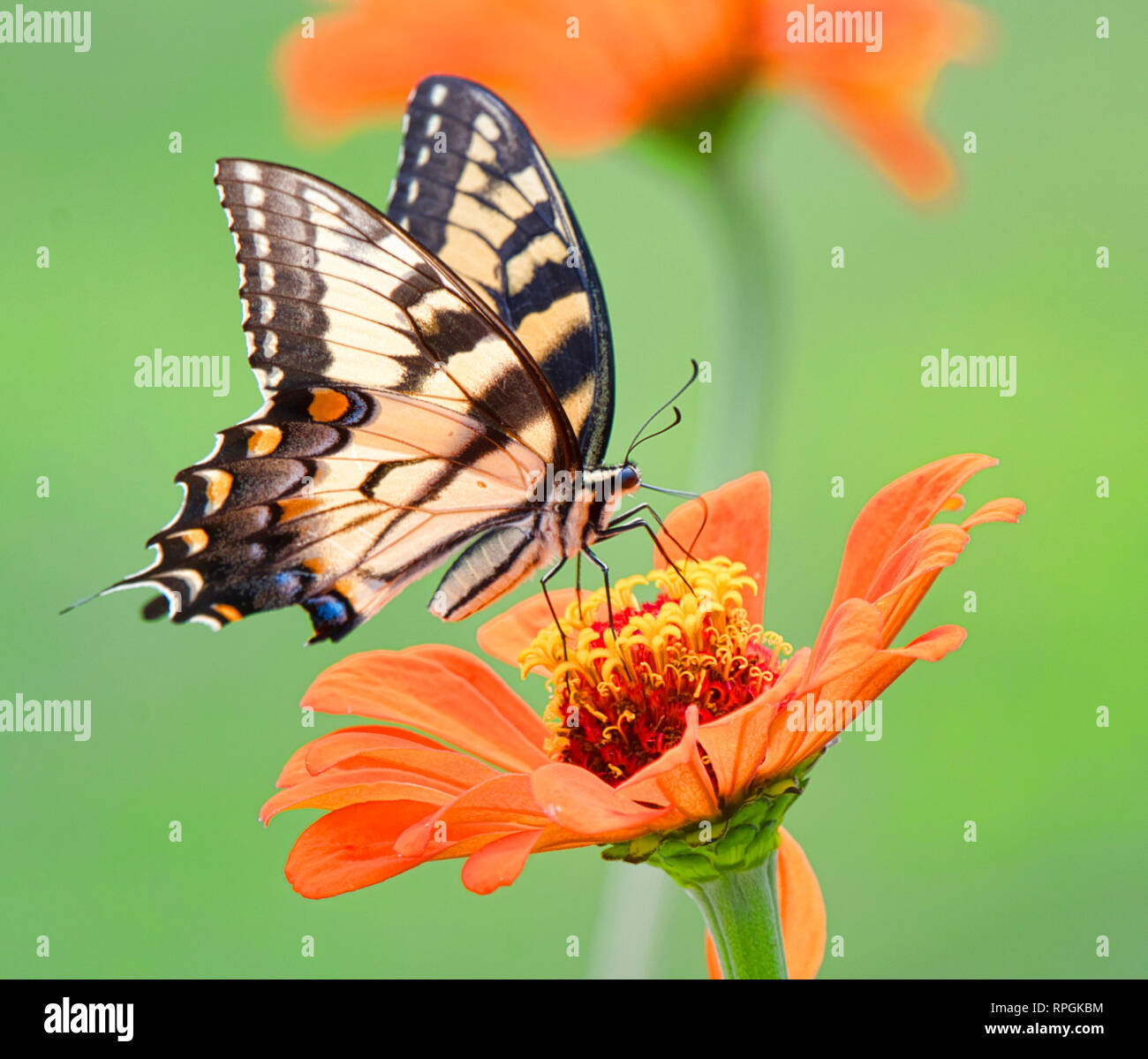 Tiger Swallowtail Butterfly On Zinnia Blume Stockfoto