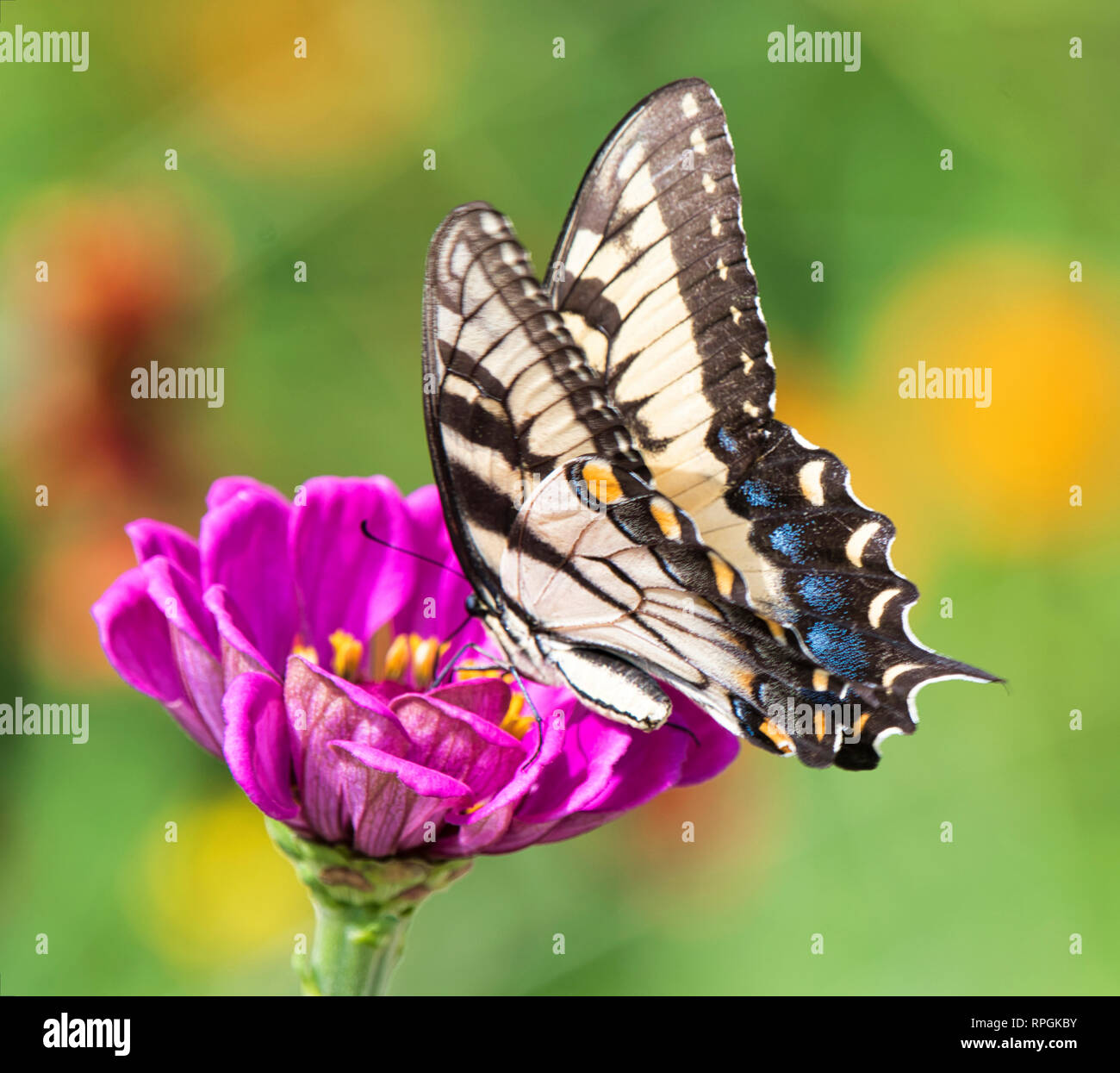 Tiger Swallowtail Butterfly, Zinnia Blume Stockfoto