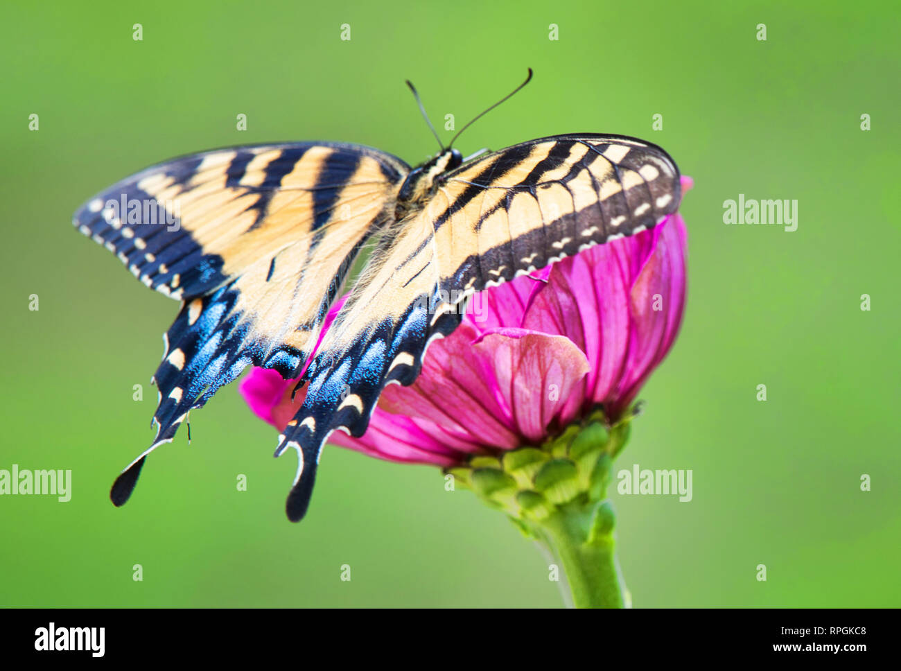 Tiger Swallowtail Butterfly, Zinnia Blume Stockfoto