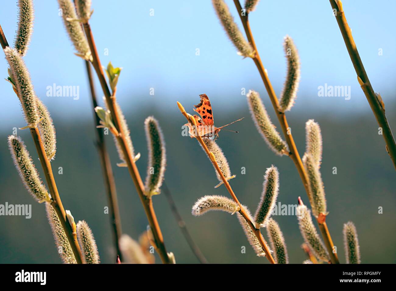 Zephyr anglewing Schmetterling auf knospenden Zweige im Frühjahr Stockfoto