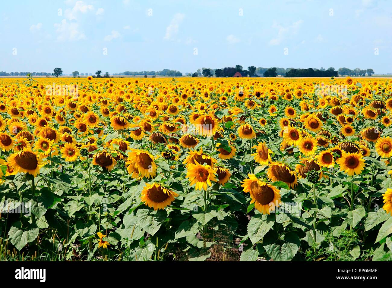 Feld mit Sonnenblumen in der Blüte Stockfoto