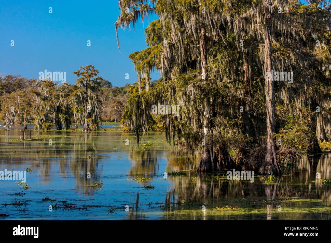 Cajun Swamp & See Martin, in der Nähe von Breaux Bridge und Lafayette Louisiana Stockfoto