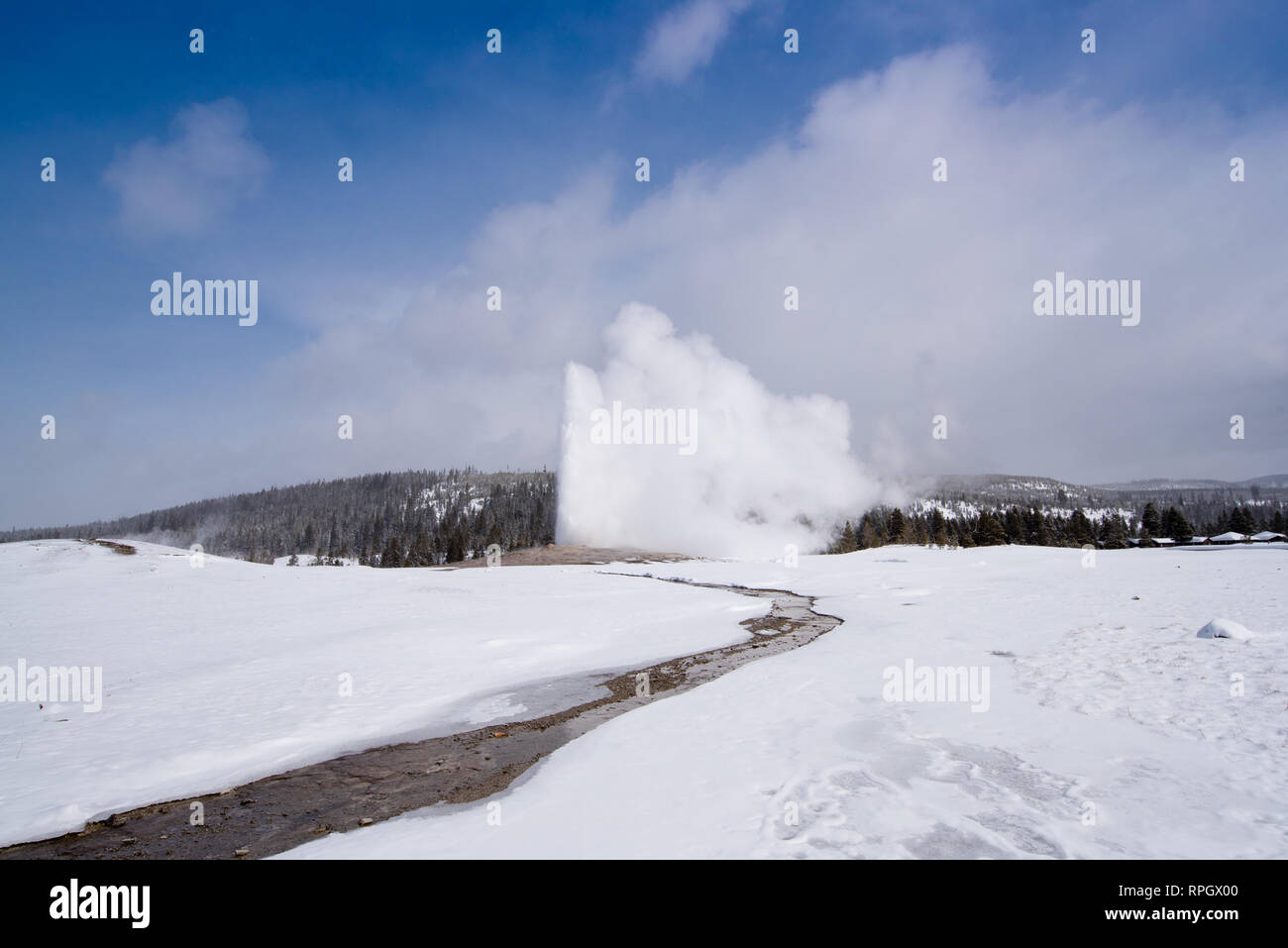 Old Faithful Geyser in Yellowstone National Park im Winter Stockfoto