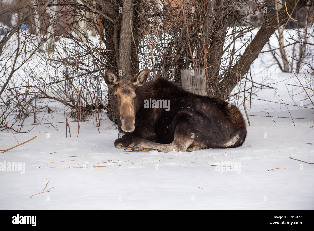 Tierwelt Szenen aus Jackson Hole, Wyoming & Yellowstone im Winter Stockfoto