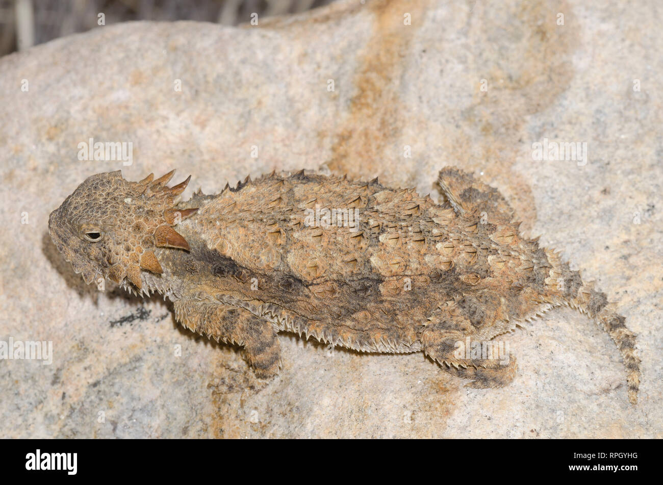 Regal gehörnte Eidechse, Phrynosoma solare Stockfoto