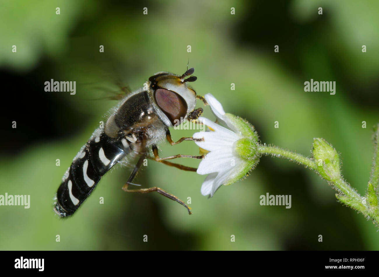 Fliegen, Scaeva pyrastri Syrphid, Weiblich Stockfoto