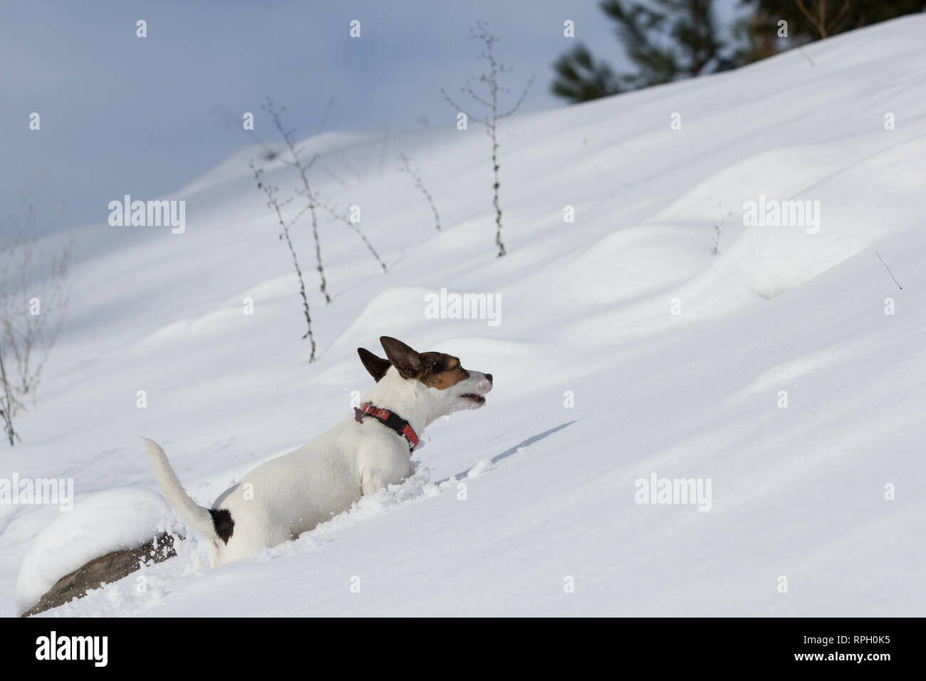 Hund bergauf im Schnee Stockfoto