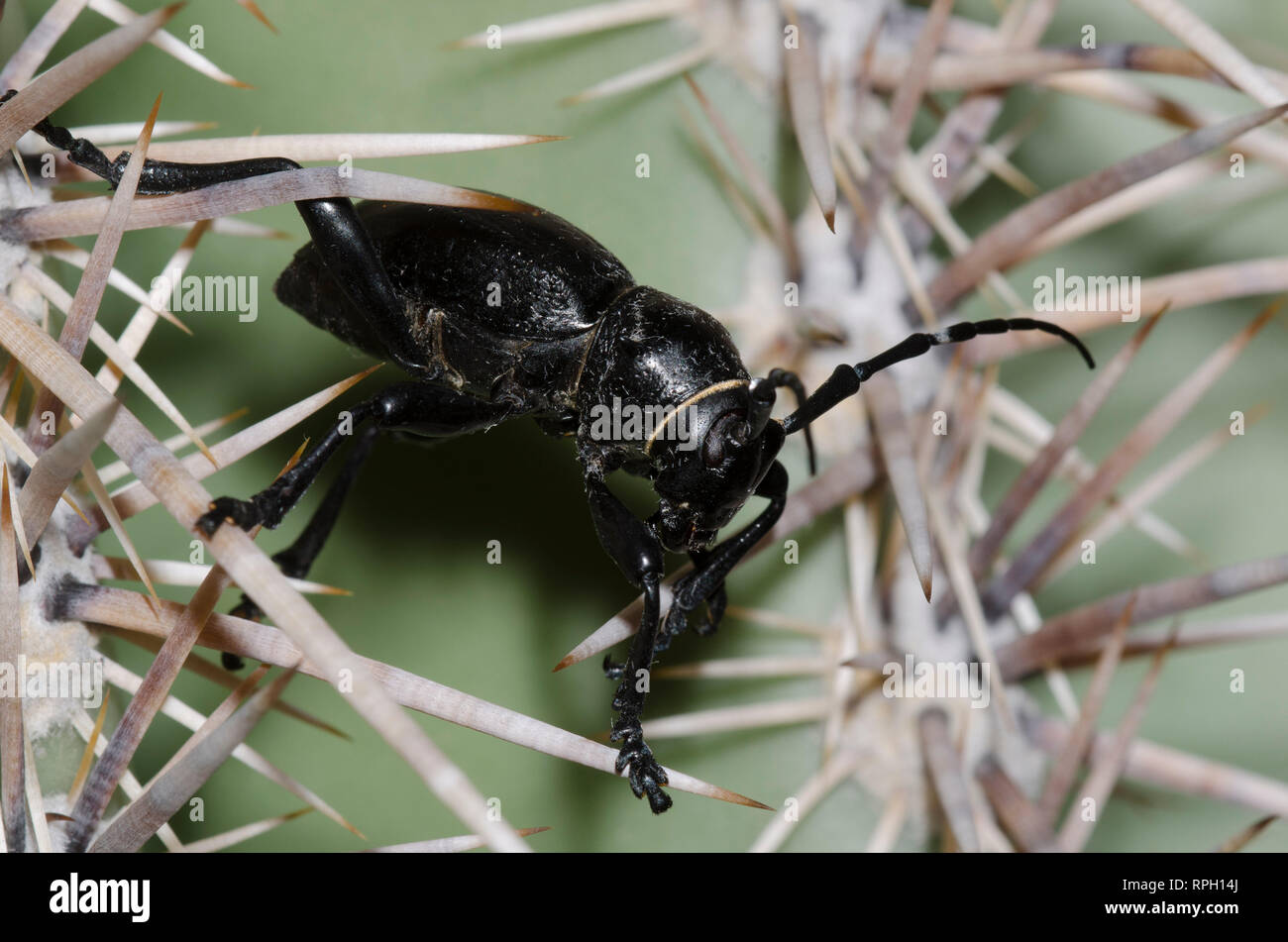 Cactus Longhorned Beetle, Moneilema gigas, Saguaro, Carnegiea gigantea Stockfoto