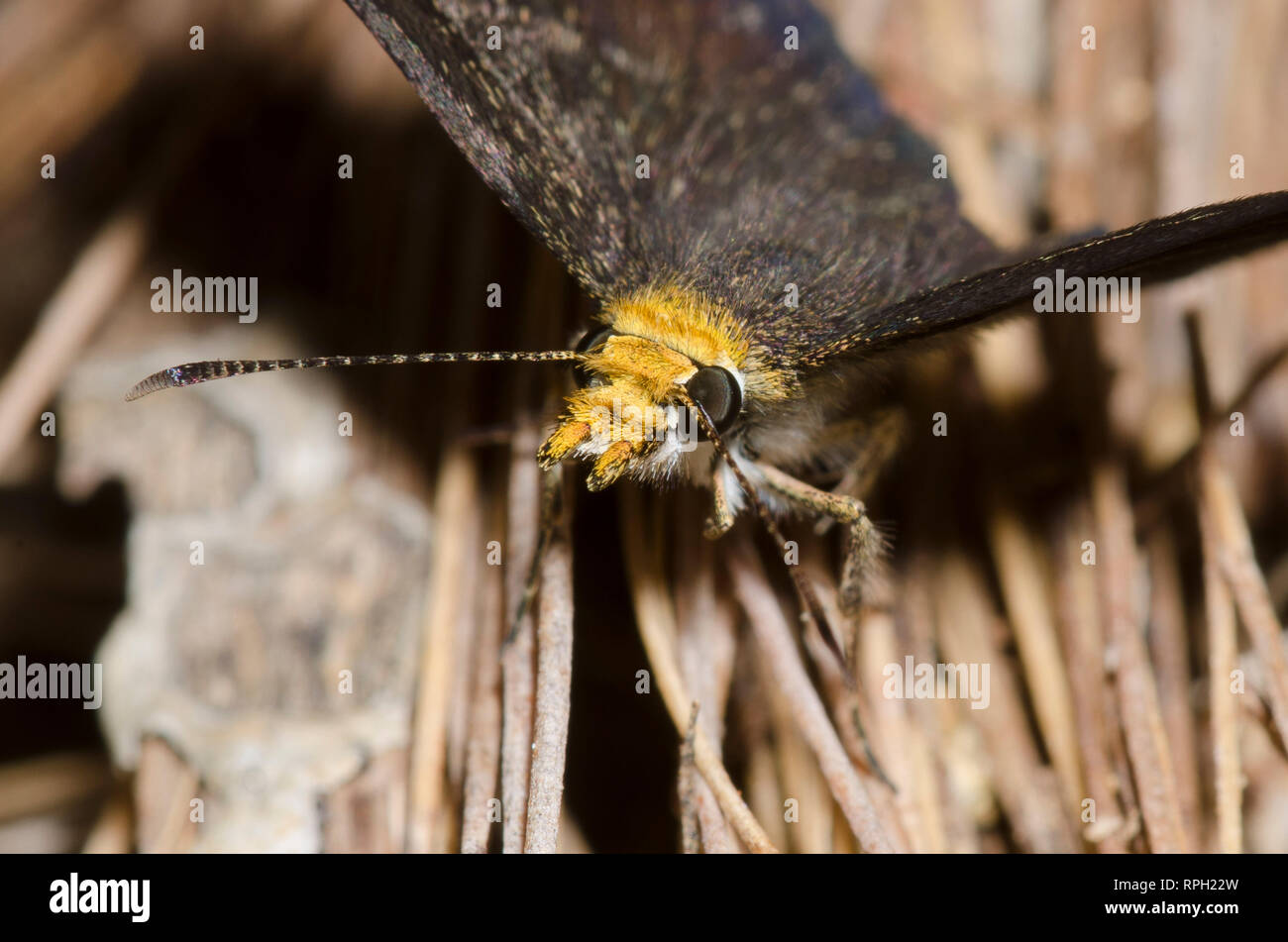 Golden-headed Staphylus Scallopwing, ceos, männlich Stockfoto