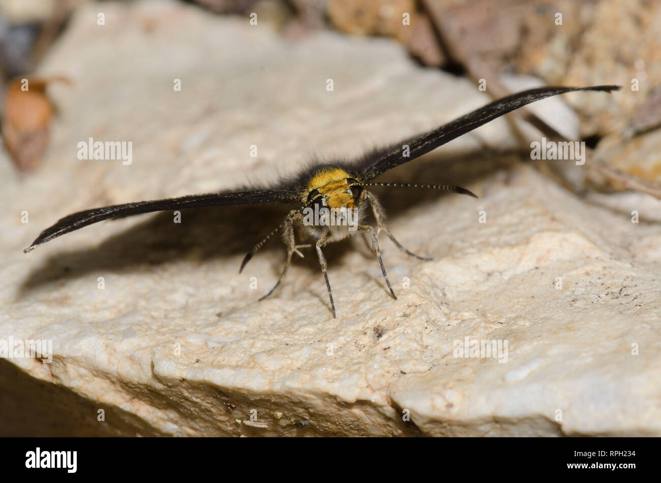 Golden-headed Staphylus Scallopwing, ceos, männlich Stockfoto