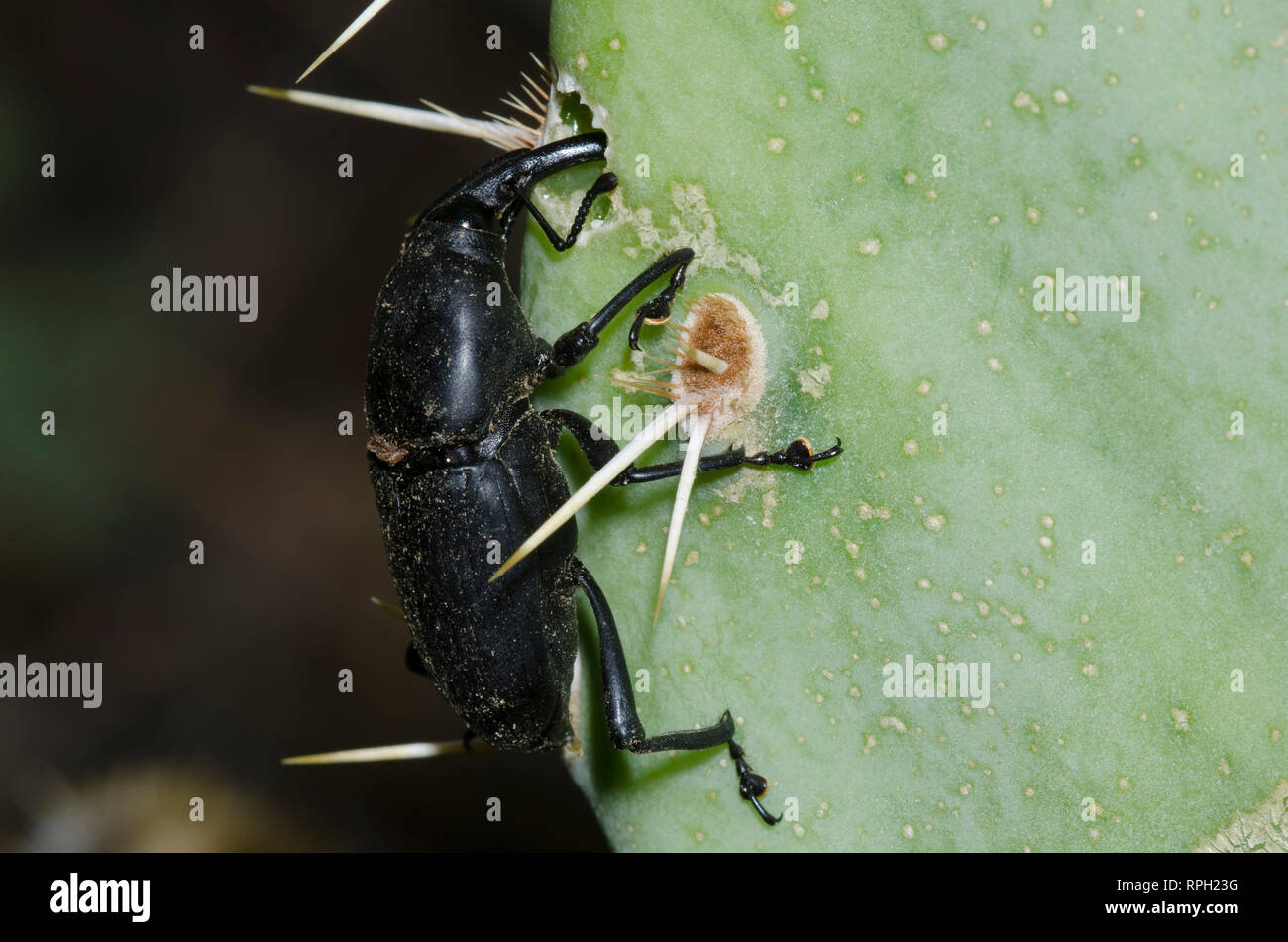 Rüsselkäfer, Scyphophorus sp., Fütterung auf Prickly Pear, Opuntia sp. Stockfoto