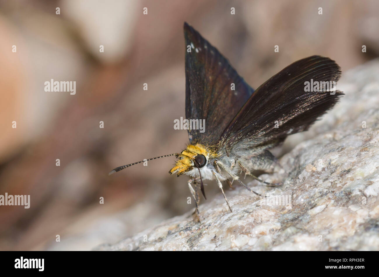 Golden-headed Staphylus Scallopwing, ceos, männlich Stockfoto