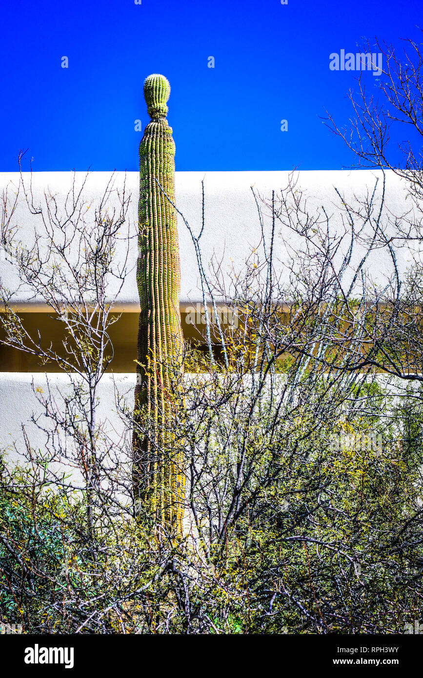 Eine einzigartige sagaurao Kaktus groß vor dem modernen Gebäude des Arizona-Sonora Desert Museum in Tucson, AZ, USA steht Stockfoto