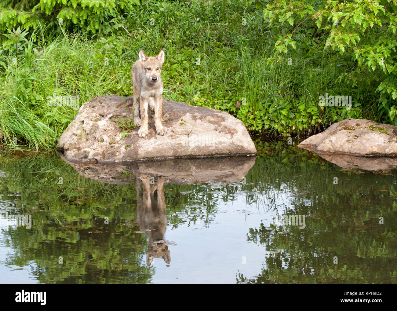 Einsamer Wolf Welpe mit Reflexion in einem ruhigen See Stockfoto