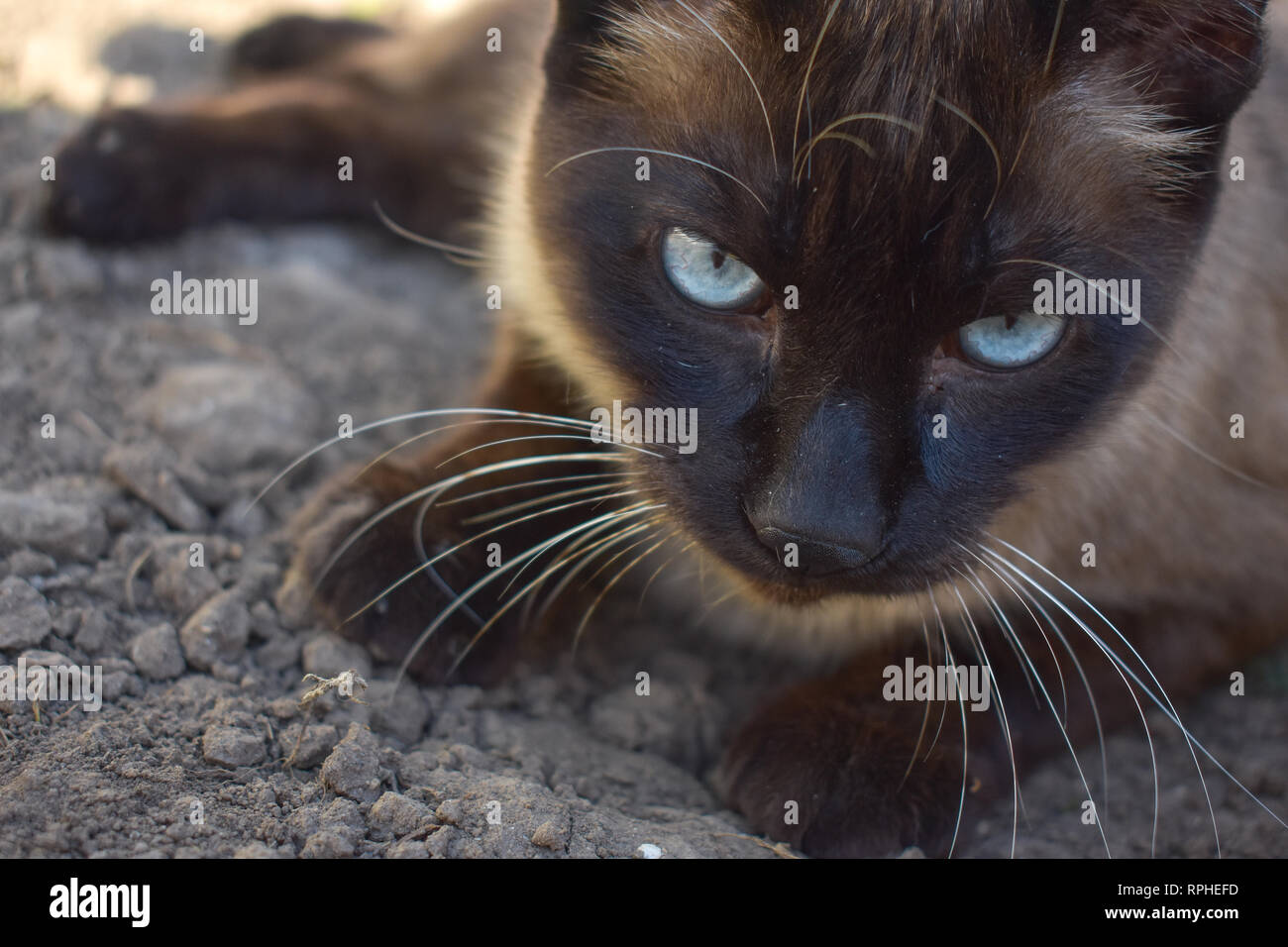 Siamesische Katze Festlegung auf trockenem Schmutz, während starrte mit ernstem Gesichtsausdruck an Kamera Stockfoto