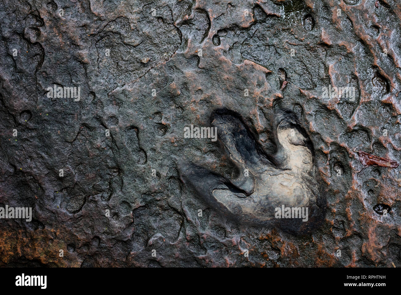 Echten dinosaur Footprint, Thailand. Stockfoto Echten dinosaur Footprint, Thailand. Stockfoto