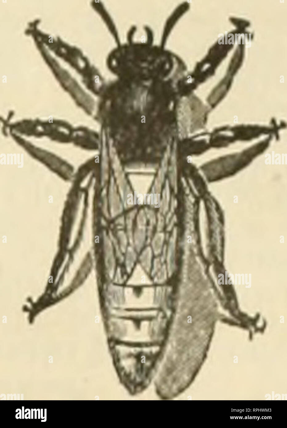 . American bee Journal. Biene Kultur; Bienen. April, 1912. Amerikanische Vae Journal Griggs spart Fracht. Toledo U tlie nur Stadt auf beiden Watei und kul. Siiippine getan werden kann, um cU nördlich Ufer entweder durch, aber alle, die auf dem Boot Linien cm Fracht per Boot, vor allem jene in Mith Michigan. Senden Sie uns Liste der Waren erforderlich, und lassen Sie uns Ihnen unsere besonderen uuote Preise auf Menge Aufträge. Besondere Club Schnäppchen C'n Biene. Obst, l* oultrv. Und Kami Papiere. Fragen Sie nach unseren Bestand an Root Bee-Suppiies die vollständigste aller ist. Spezielle Preise für Geflügel, Füttern. s, Muscheln, Grit, BEESWA Cliarooal, etc. Stockfoto